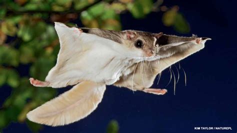 Flying and gliding animals .